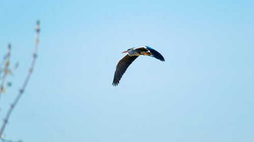 Stork mid flight 1